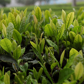 不知名茶官网－让爱茶人一键连接全世界的茶山