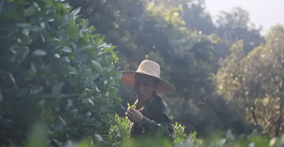 【不知名茶】茶山里的风土与人情